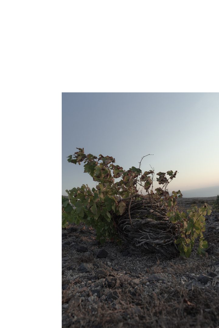 Domain Mikra Thira Winery, Thirasea