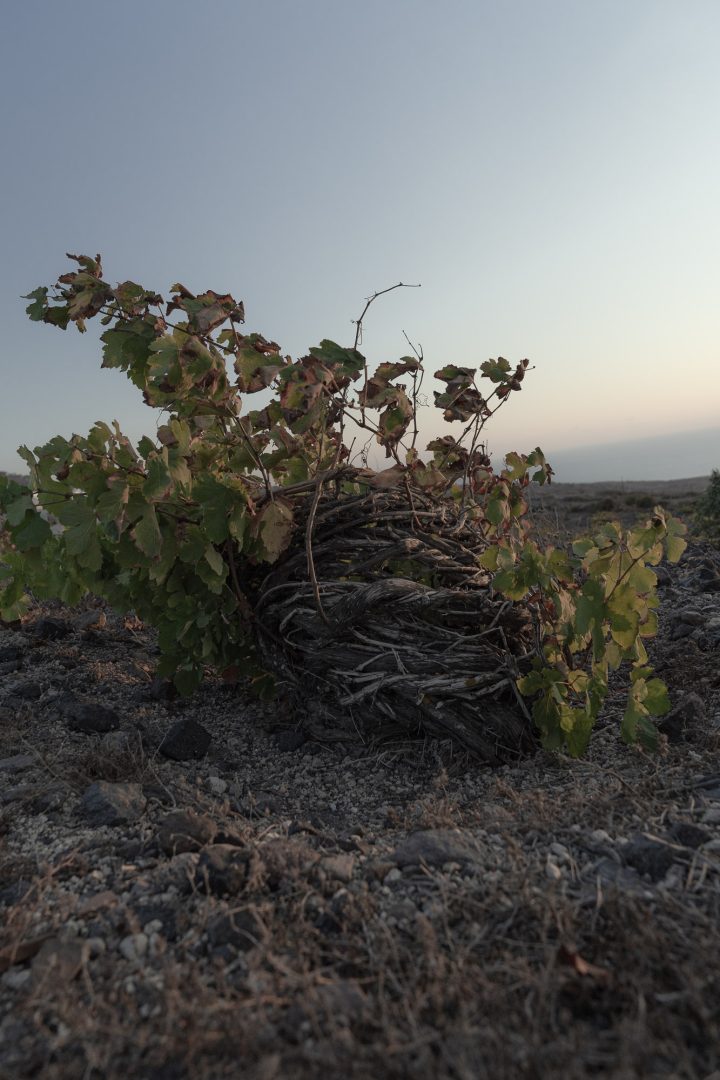 Mirka Thira Winery, Thirasea-1