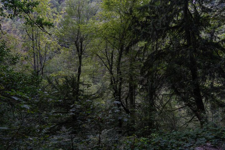 Forest, Mount Olympus. 2022-0